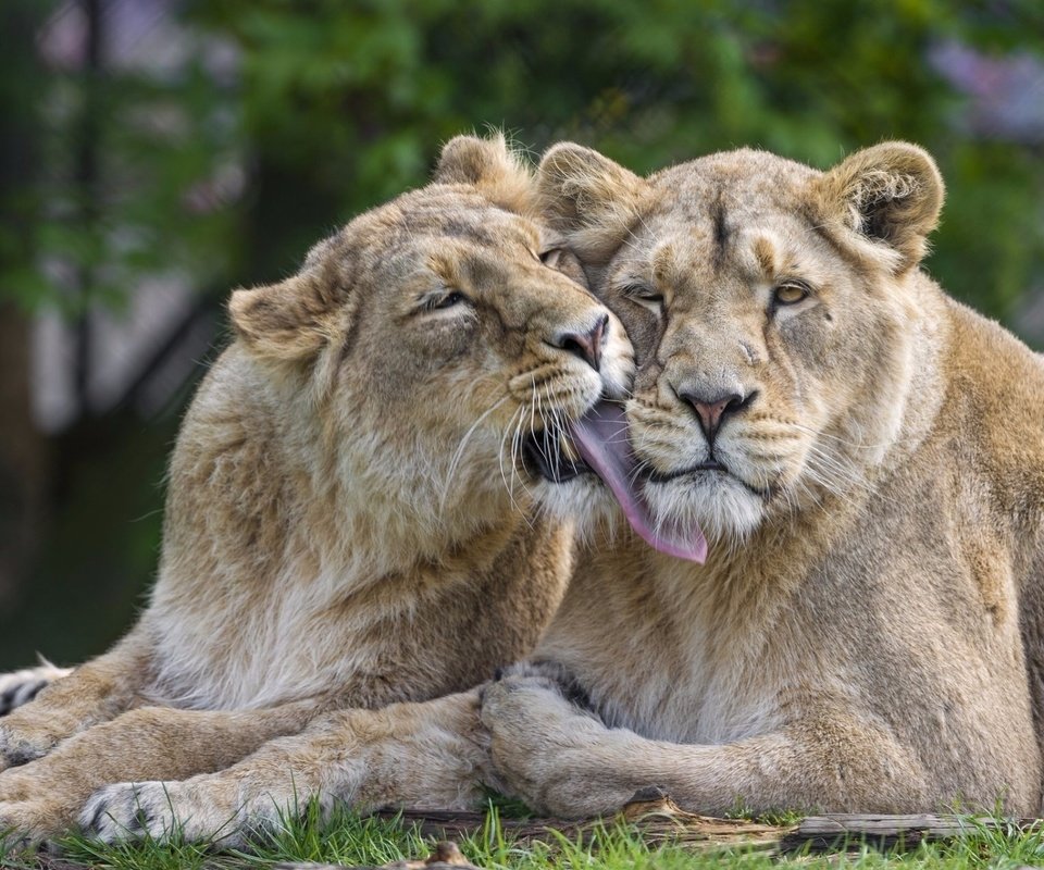 Обои морда, лапы, львы, хищники, язык, львицы, face, paws, lions, predators, language, lioness разрешение 1920x1281 Загрузить