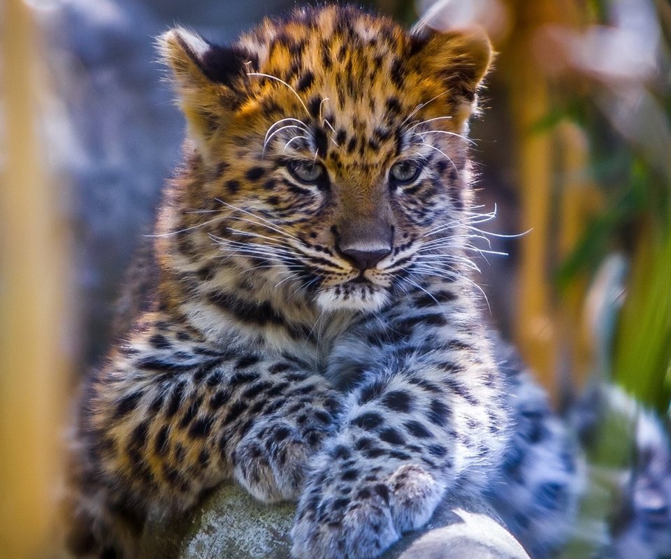 Обои глаза, мордочка, взгляд, леопард, детеныш, eyes, muzzle, look, leopard, cub разрешение 1920x1080 Загрузить