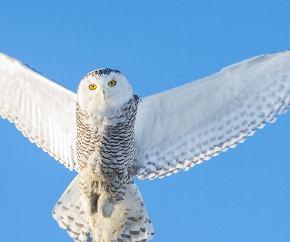 Обои небо, сова, полет, крылья, птица, полярная, белая сова, the sky, owl, flight, wings, bird, polar, white owl разрешение 1920x1080 Загрузить