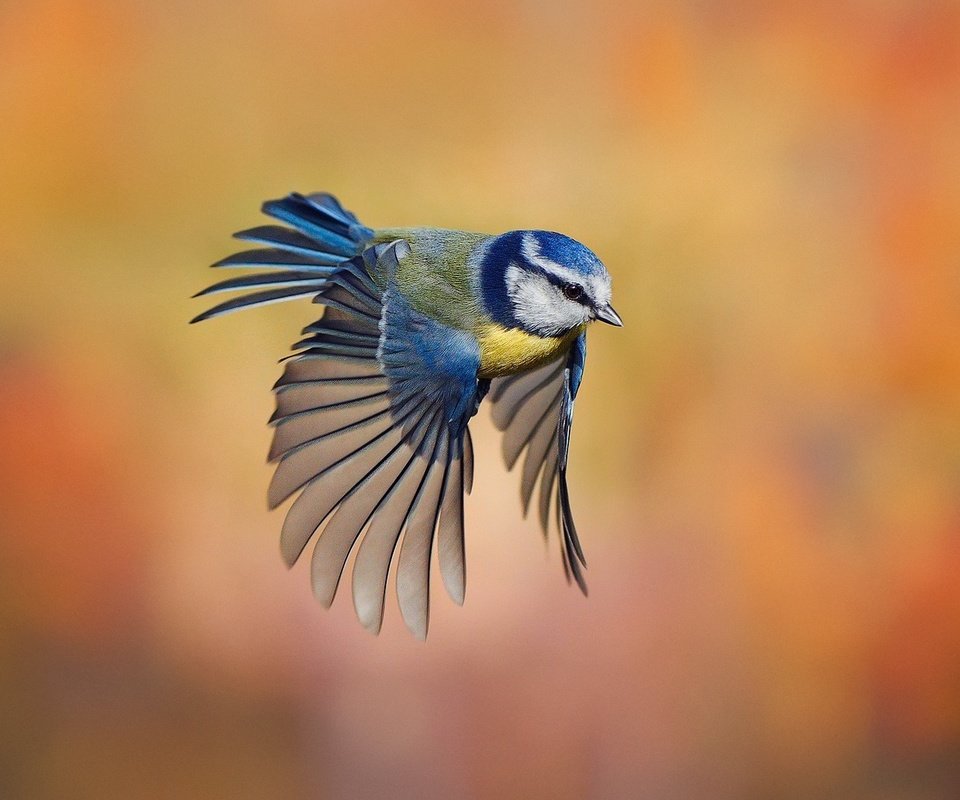 Обои фон, полет, размытость, птица, синица, лазоревка, background, flight, blur, bird, tit, blue tit разрешение 1920x1080 Загрузить