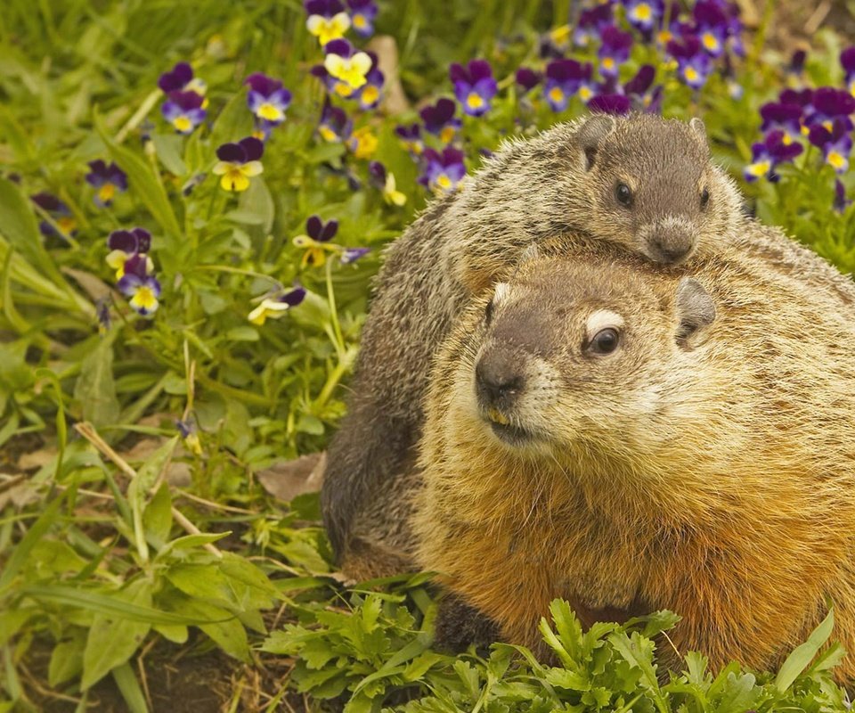 Обои сша, грызун, миннесота, луговые собачки, usa, rodent, mn, prairie dogs разрешение 1920x1080 Загрузить