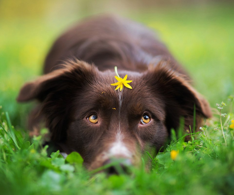 Обои трава, цветок, собака, весна, бордер-колли, iza łysoń, grass, flower, dog, spring, the border collie разрешение 2048x1368 Загрузить