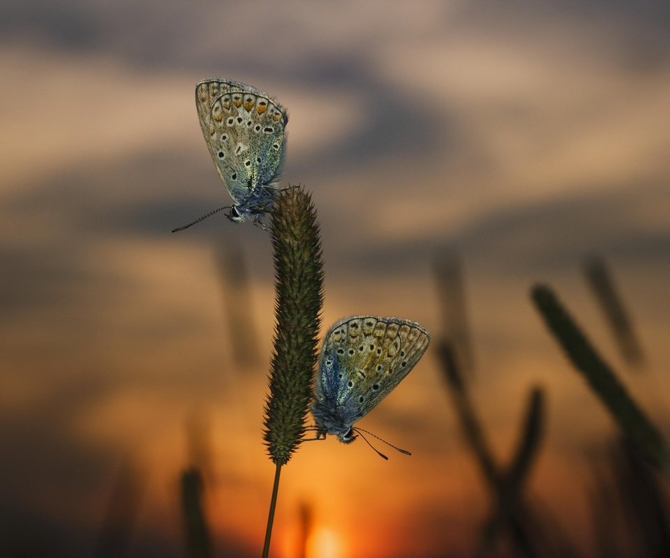 Обои трава, вечер, закат, макро, насекомые, бабочки, grass, the evening, sunset, macro, insects, butterfly разрешение 3888x2592 Загрузить