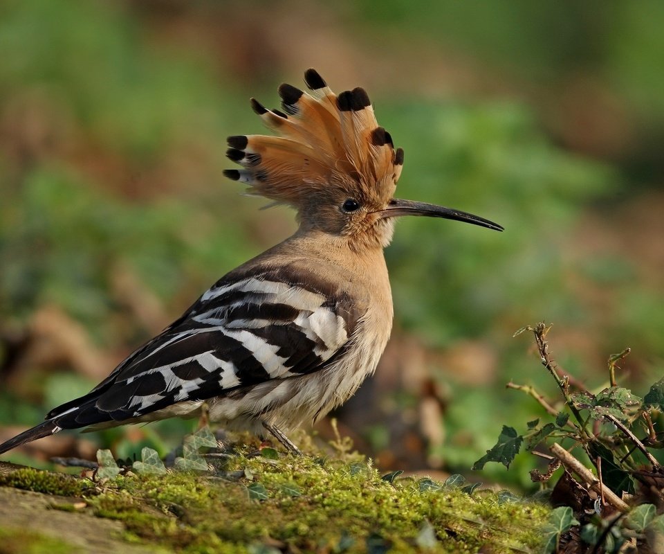 Обои природа, птицы, птица, клюв, перья, удод, nature, birds, bird, beak, feathers, hoopoe разрешение 2048x1480 Загрузить