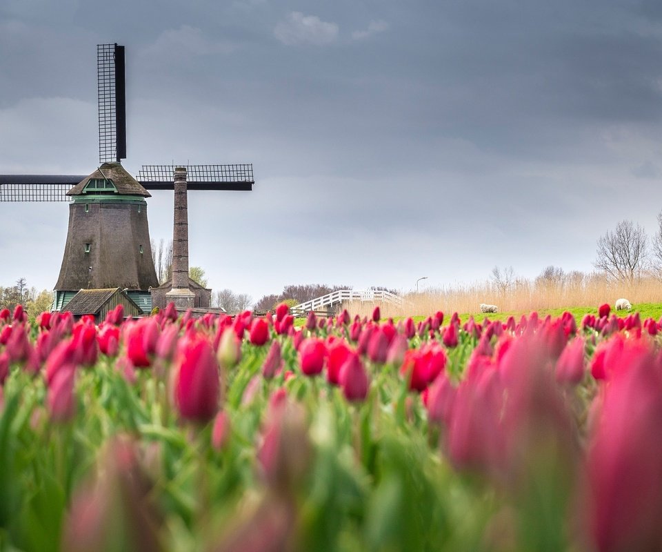 Обои цветы, поле, мельница, весна, тюльпаны, нидерланды, flowers, field, mill, spring, tulips, netherlands разрешение 2048x1366 Загрузить