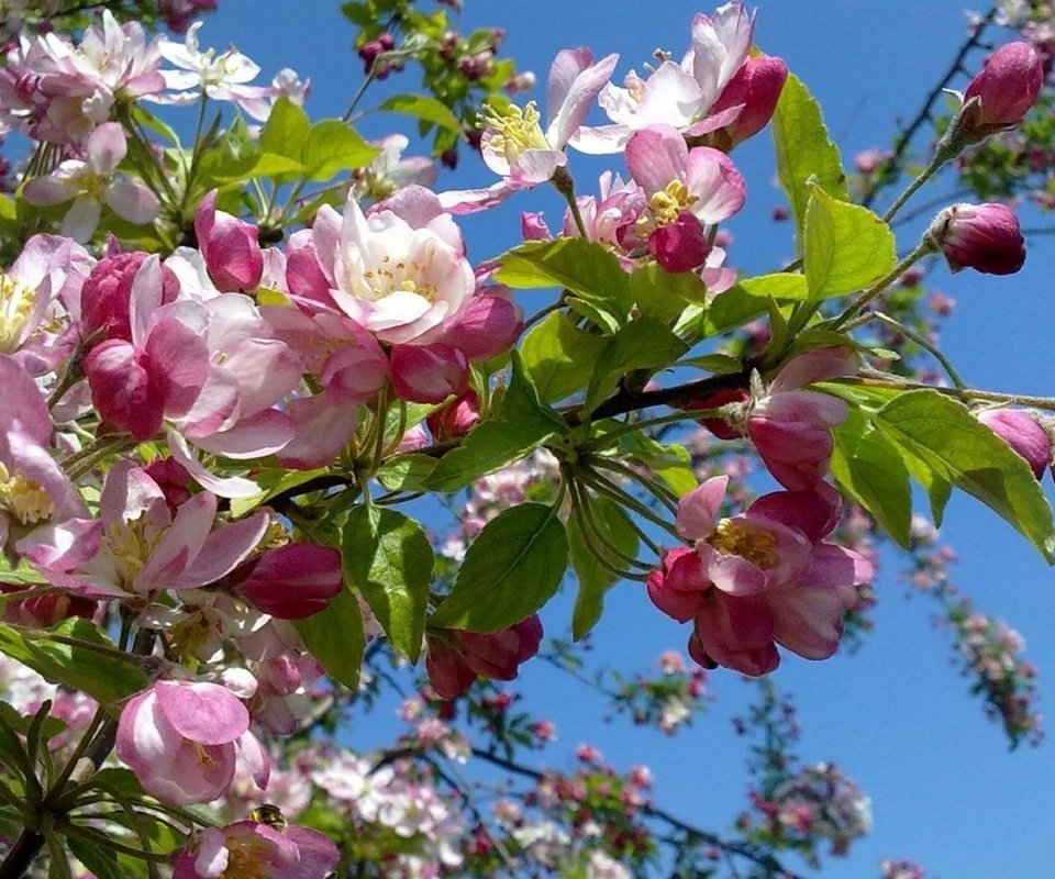 Обои небо, цветение, весна, яблоня, the sky, flowering, spring, apple разрешение 2560x1600 Загрузить