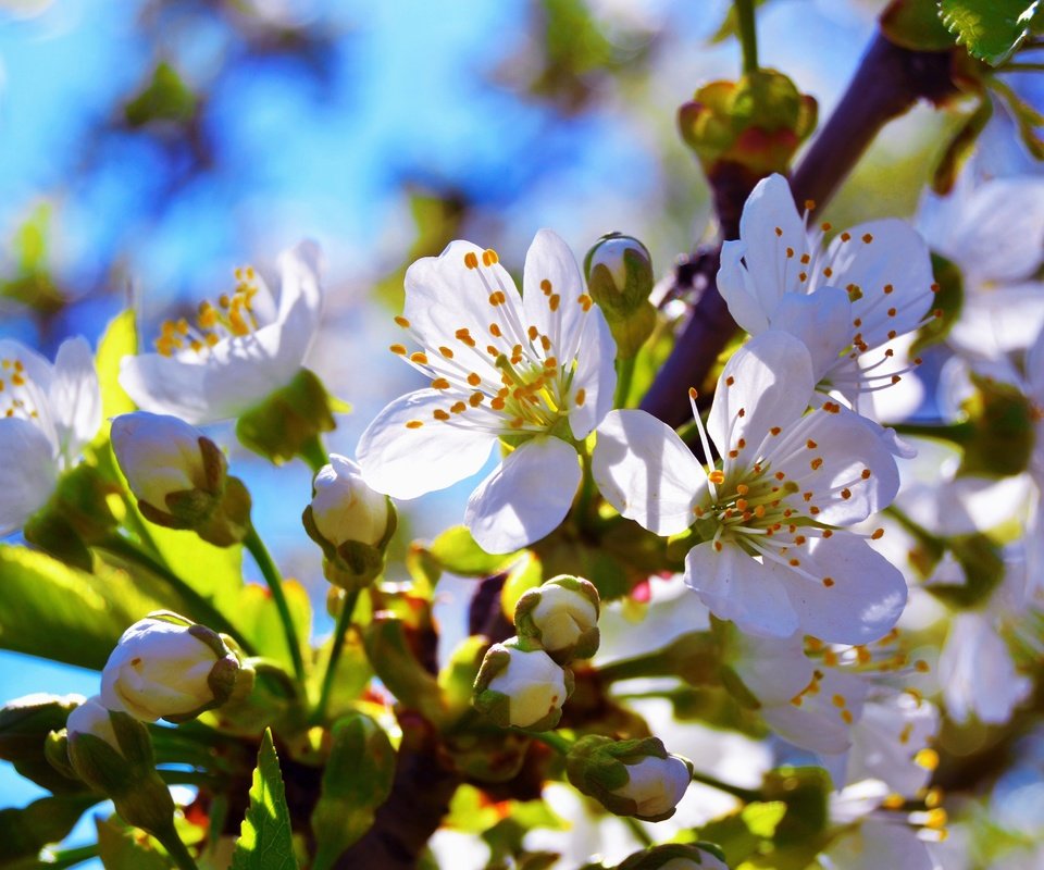 Обои ветка, цветение, бутон, черешня, весна, branch, flowering, bud, cherry, spring разрешение 4608x3072 Загрузить