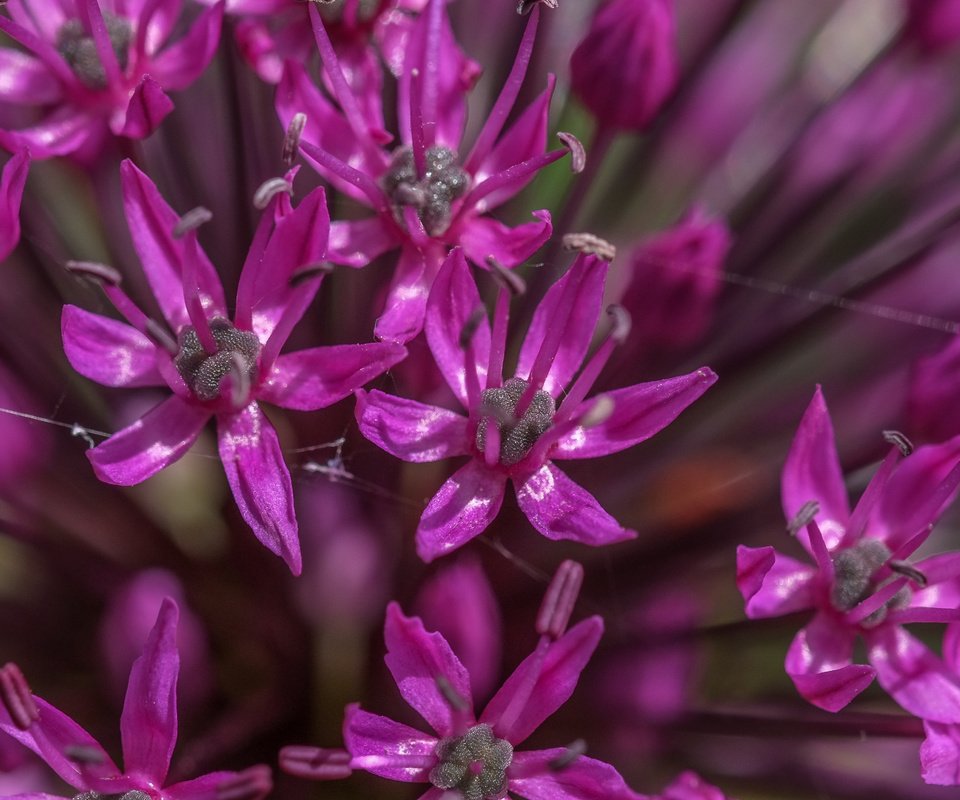 Обои цветы, декоративный лук, аллиум, алиум, flowers, decorative bow, allium, in durban разрешение 4896x2760 Загрузить