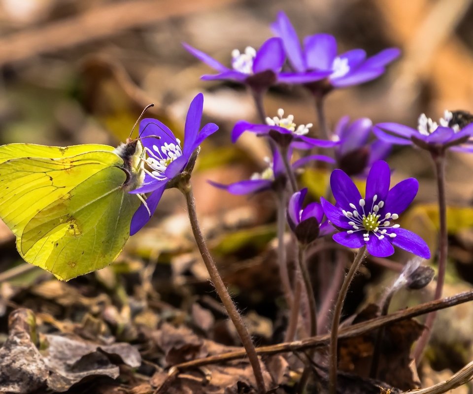 Обои цветы, насекомое, бабочка, весна, печёночница, flowers, insect, butterfly, spring, pechenocna разрешение 2560x1644 Загрузить