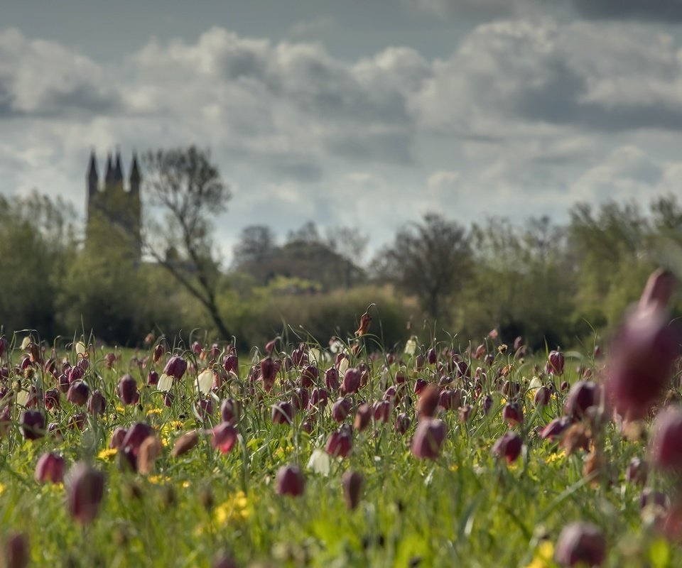 Обои небо, цветы, облака, деревья, поле, лето, замок, the sky, flowers, clouds, trees, field, summer, castle разрешение 2000x1180 Загрузить