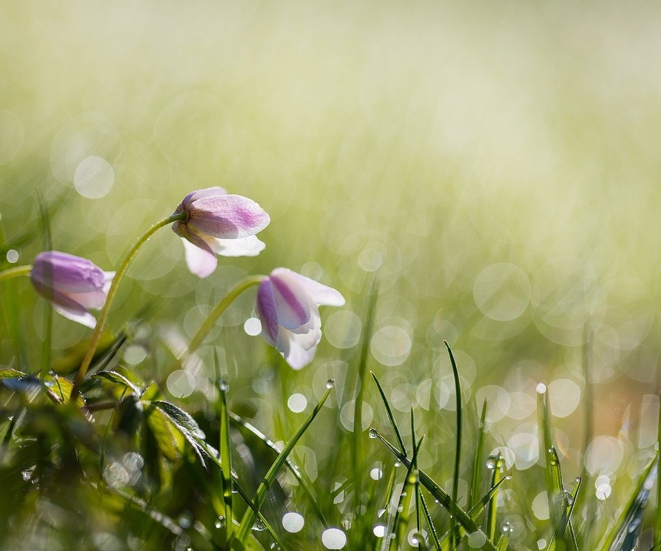 Обои цветы, anita toft, трава, вода, природа, роса, капли, весна, боке, flowers, grass, water, nature, rosa, drops, spring, bokeh разрешение 2048x1365 Загрузить