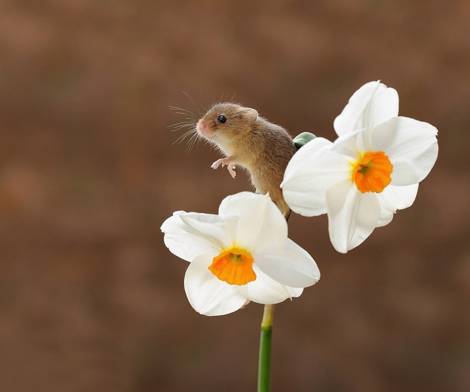 Обои фон, цветок, мышь, нарцисс, мышка, боке, грызун, мышь-малютка, background, flower, mouse, narcissus, bokeh, rodent, the mouse is tiny разрешение 1920x1404 Загрузить