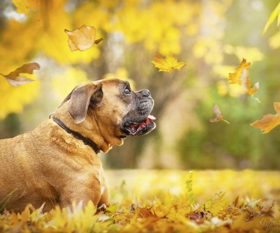 Обои листья, осень, собака, профиль, ошейник, кленовый лист, боксер, осенние листья, leaves, autumn, dog, profile, collar, maple leaf, boxer, autumn leaves разрешение 4865x3243 Загрузить