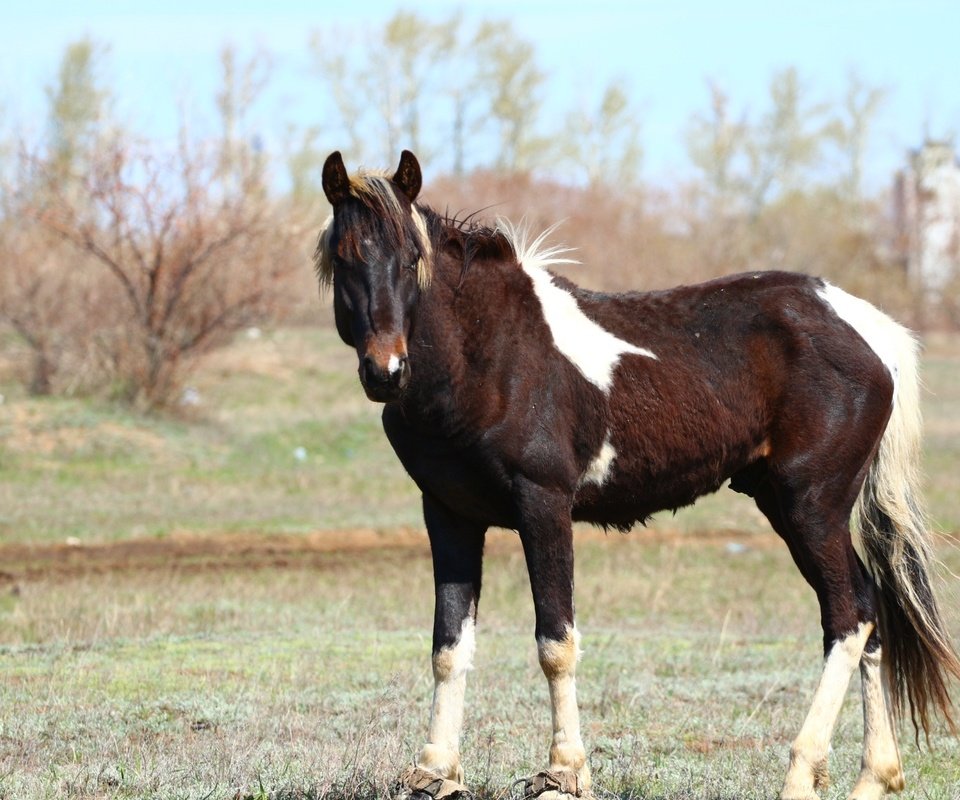 Обои лошадь, взгляд, конь, грива, степь, хвост, horse, look, mane, the steppe, tail разрешение 1920x1280 Загрузить