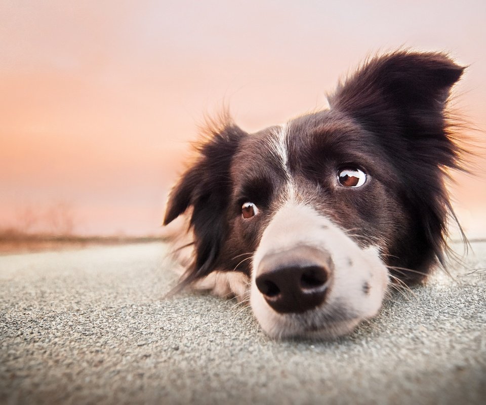 Обои глаза, морда, взгляд, собака, бордер-колли, eyes, face, look, dog, the border collie разрешение 2048x1367 Загрузить