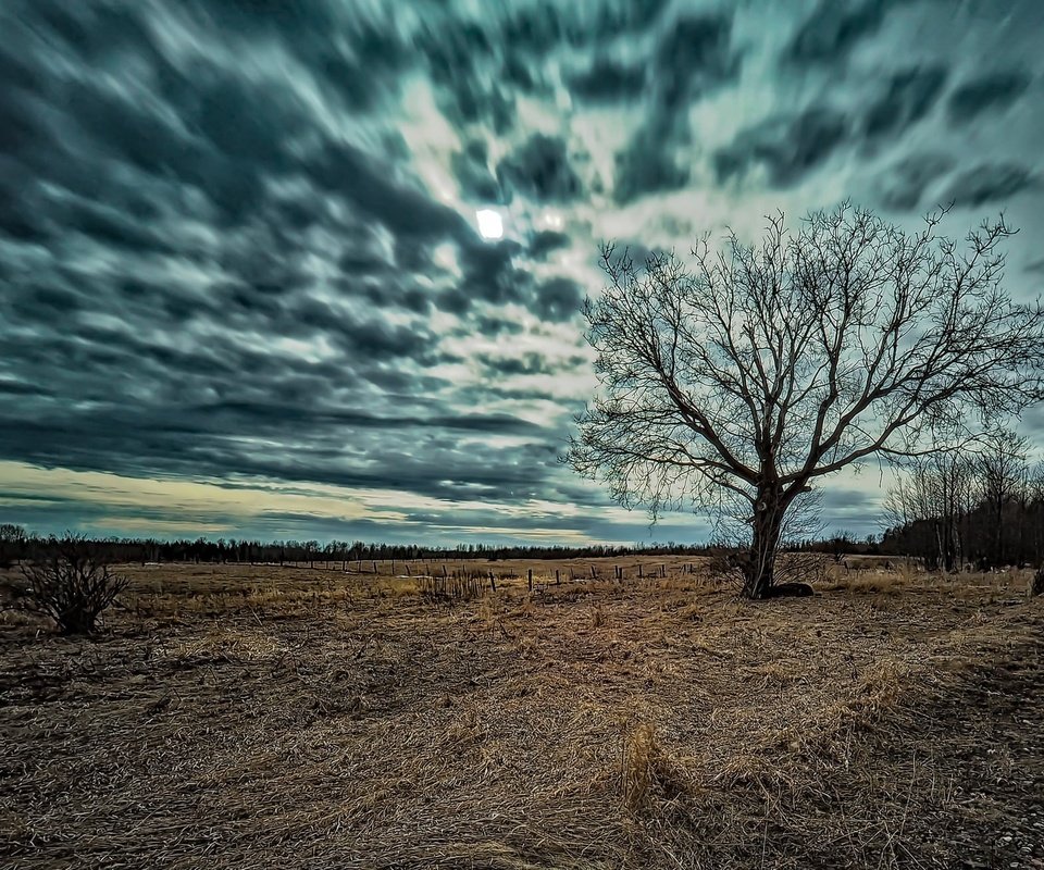 Обои небо, природа, дерево, фон, поле, the sky, nature, tree, background, field разрешение 2048x1304 Загрузить