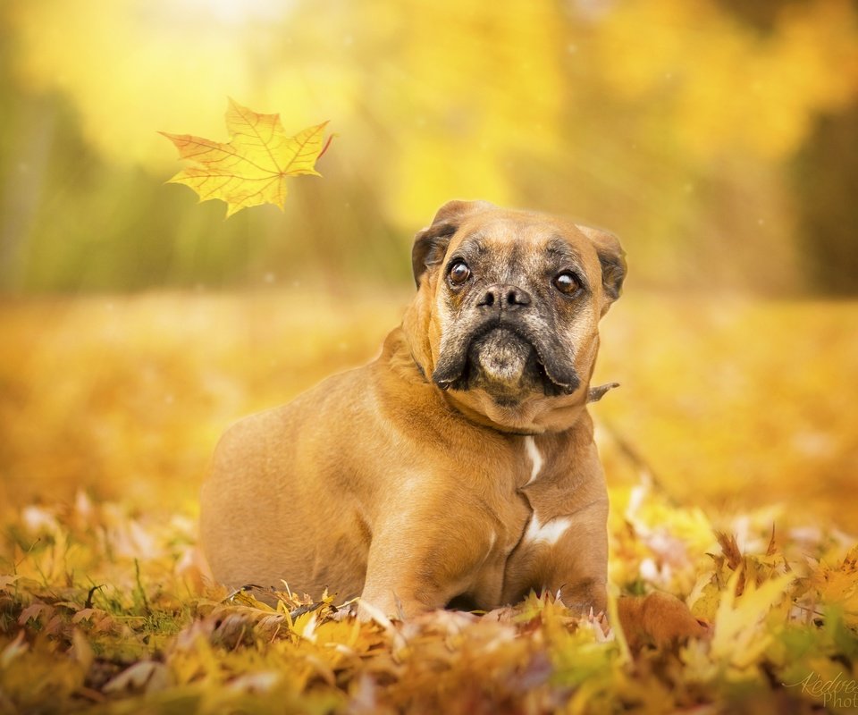 Обои глаза, взгляд, осень, собака, лист, боксер, eyes, look, autumn, dog, sheet, boxer разрешение 3600x2400 Загрузить