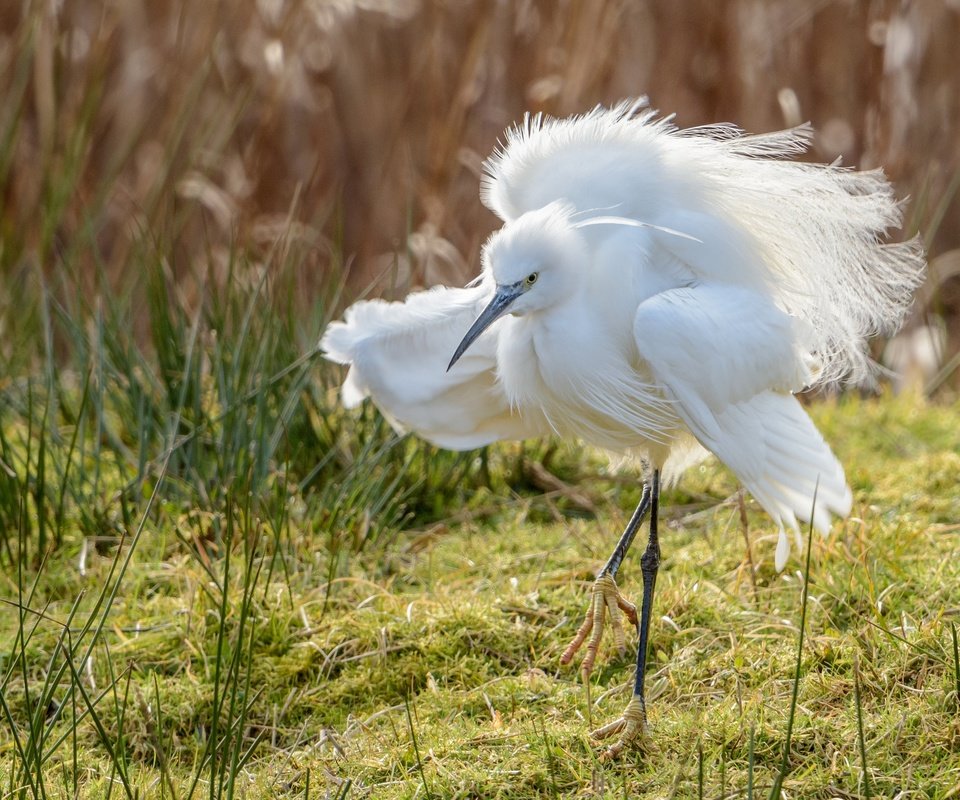 Обои природа, фон, крылья, птица, клюв, перья, цапля, белая цапля, nature, background, wings, bird, beak, feathers, heron, white egret разрешение 2048x1367 Загрузить