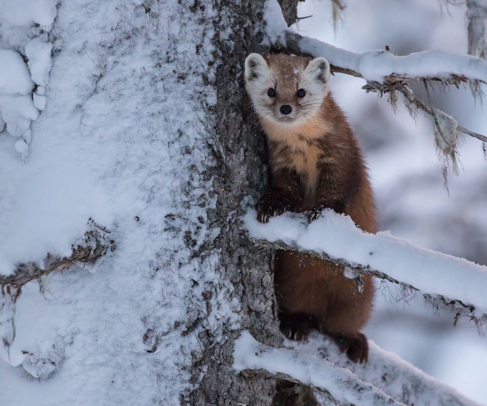 Обои снег, дерево, ветки, зверек, куница, snow, tree, branches, animal, marten разрешение 3600x2400 Загрузить