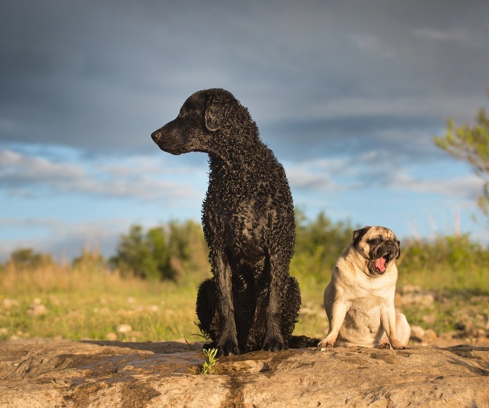 Обои собаки, мопс, ретривер, кёрли, курчавошёрстный ретривер, dogs, pug, retriever, curly, curtiosity retriever разрешение 2048x1365 Загрузить