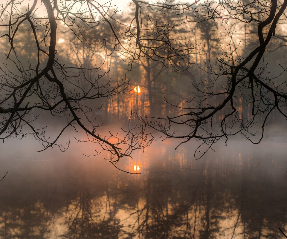 Обои деревья, вода, солнце, отражение, утро, туман, ветки, trees, water, the sun, reflection, morning, fog, branches разрешение 5769x3851 Загрузить