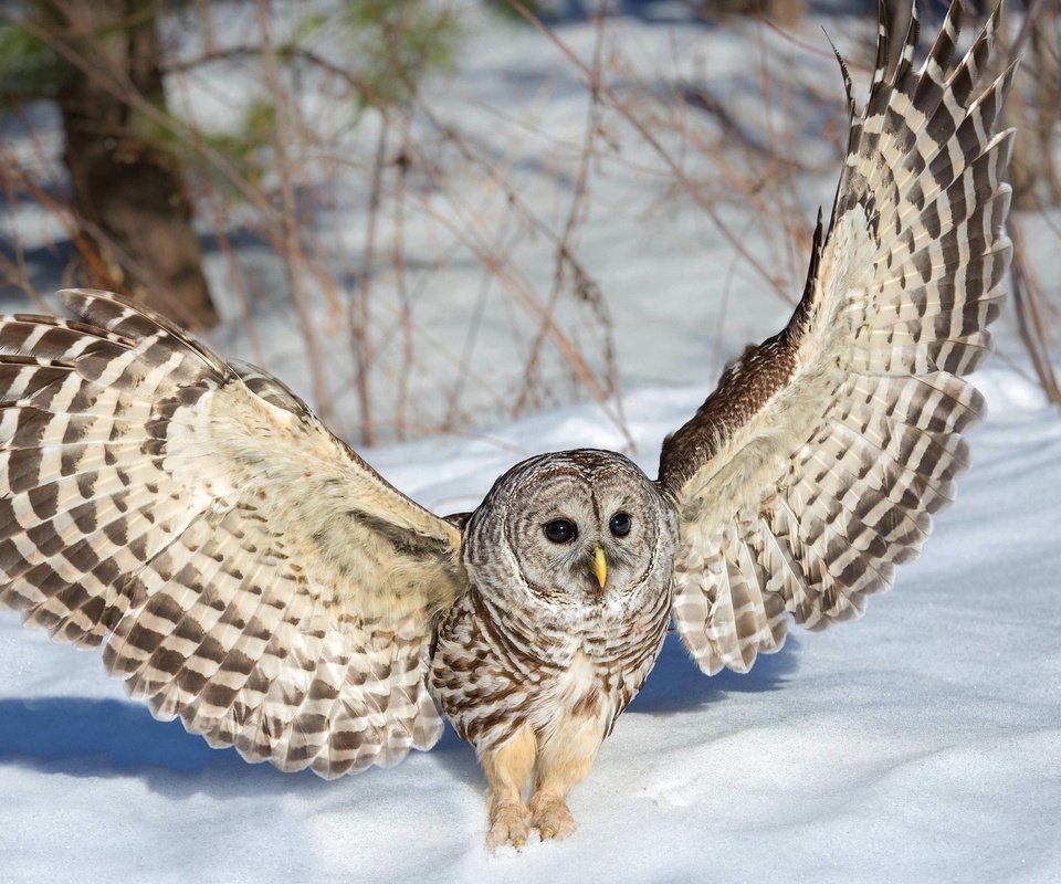 Обои сова, снег, зима, крылья, неясыть, owl, snow, winter, wings разрешение 1920x1200 Загрузить