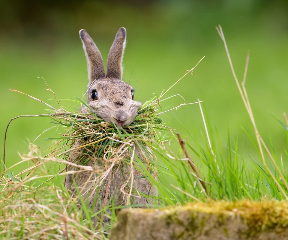 Обои трава, природа, фон, кролик, заяц, nesting rabbit, grass, nature, background, rabbit, hare разрешение 2048x1367 Загрузить