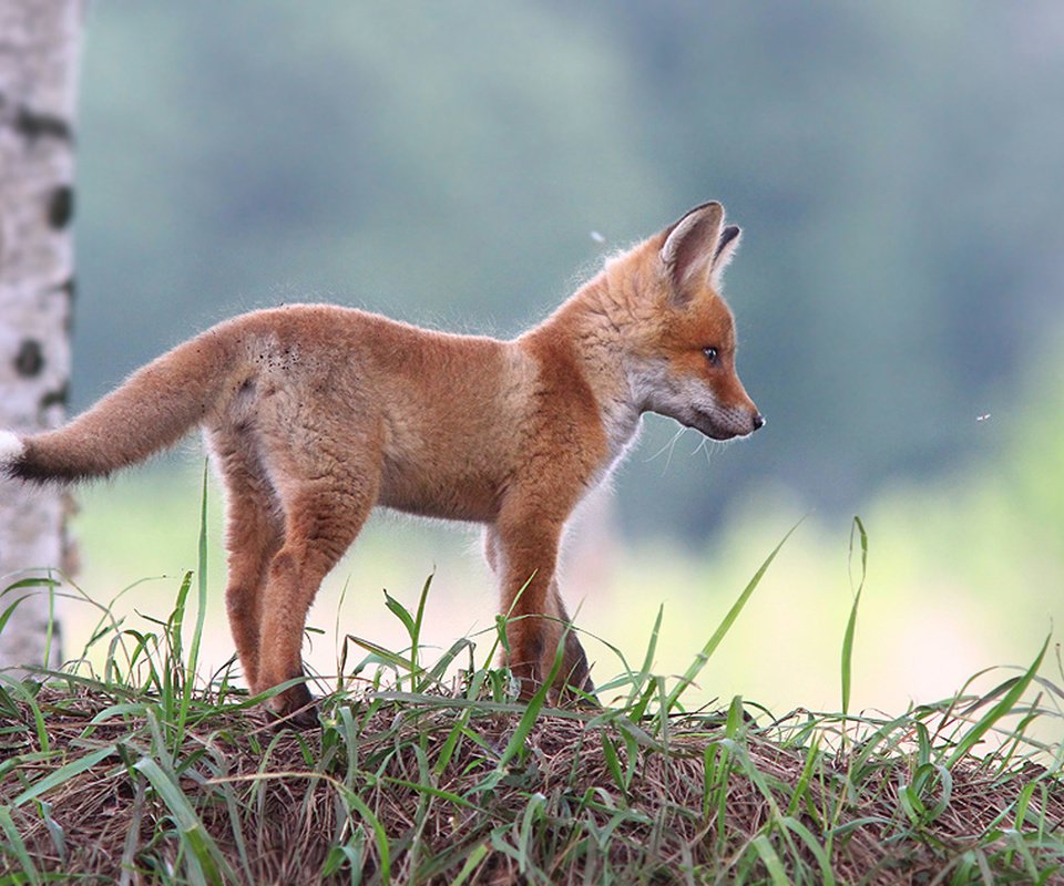 Обои трава, природа, дерево, лиса, лисица, животное, детеныш, лисенок, grass, nature, tree, fox, animal, cub разрешение 2048x1296 Загрузить