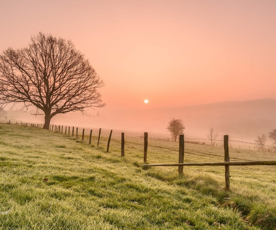 Обои трава, деревья, утро, туман, поле, забор, grass, trees, morning, fog, field, the fence разрешение 2048x1152 Загрузить