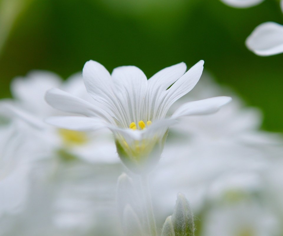 Обои цветы, весна, боке, белый цветок, flowers, spring, bokeh, white flower разрешение 3000x1822 Загрузить