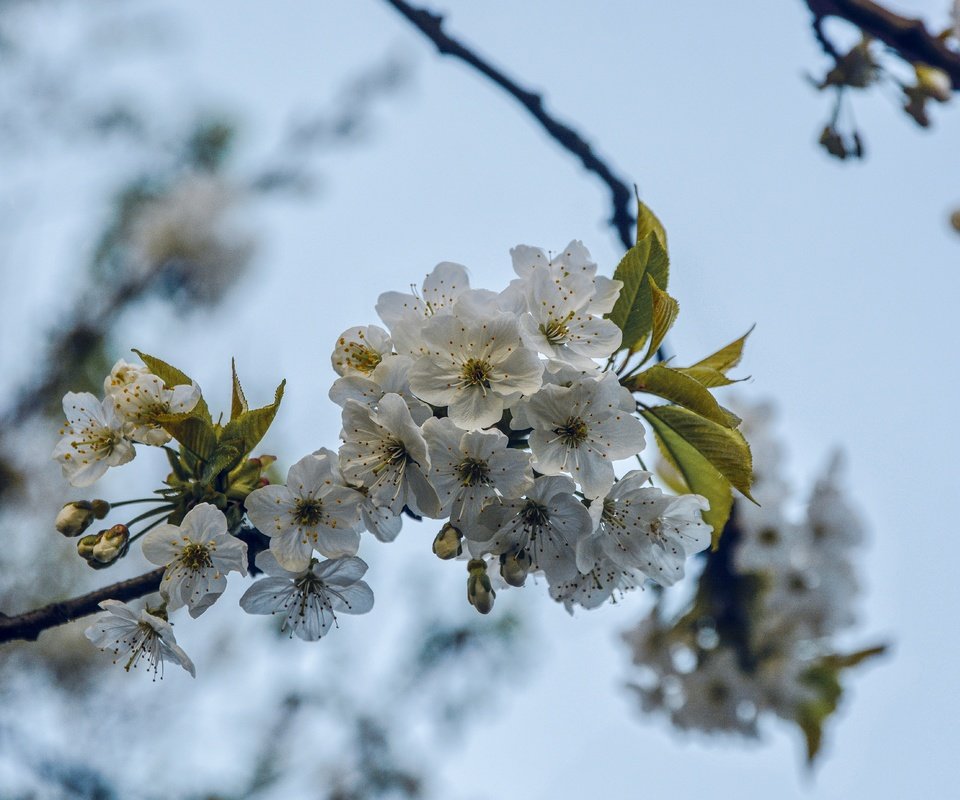 Обои ветка, дерево, цветение, весна, вишня, branch, tree, flowering, spring, cherry разрешение 5531x3689 Загрузить