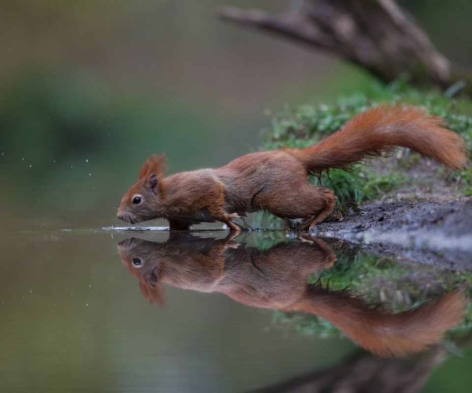 Обои вода, отражение, рыжая, белка, хвост, белочка, грызун, water, reflection, red, protein, tail, squirrel, rodent разрешение 2048x1410 Загрузить