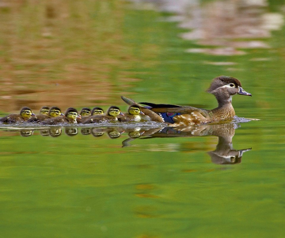 Обои вода, природа, птицы, утята, утки, утка, каролинская утка, water, nature, birds, ducklings, duck, wood duck разрешение 1920x1200 Загрузить