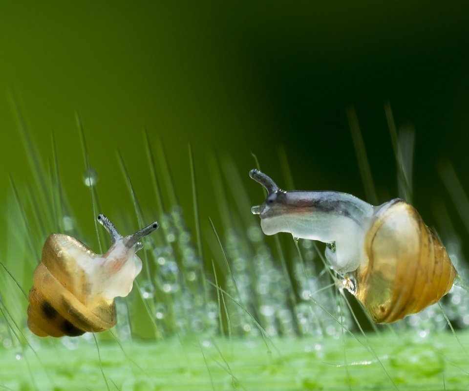 Обои зелень, макро, капли, стекло, улитки, lim choo how, greens, macro, drops, glass, snails разрешение 2972x1800 Загрузить