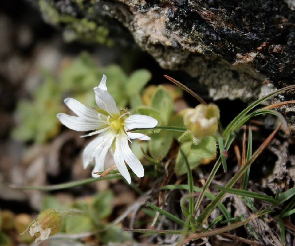 Обои природа, фон, лепестки, белый цветок, nature, background, petals, white flower разрешение 3289x3289 Загрузить