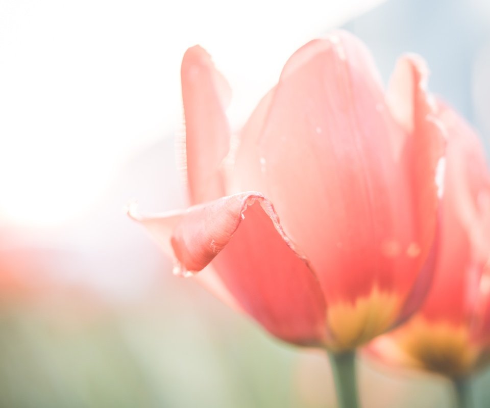 Обои цветы, бутоны, лепестки, размытость, тюльпаны, flowers, buds, petals, blur, tulips разрешение 5000x3333 Загрузить