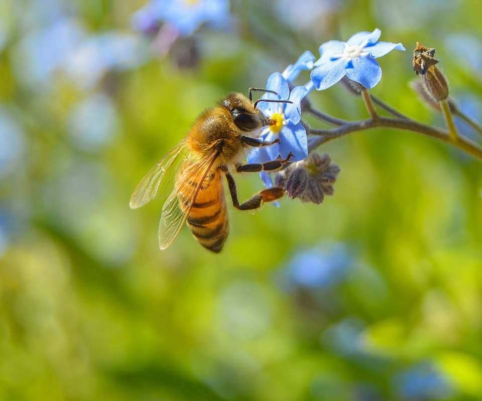 Обои цветы, макро, насекомое, растение, пчела, незабудка, flowers, macro, insect, plant, bee, forget-me-not разрешение 2560x1547 Загрузить