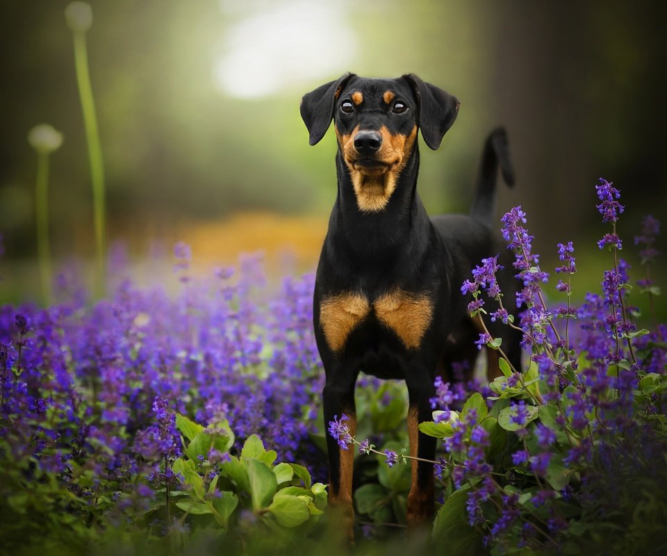 Обои цветы, собака, боке, tinkerbell, доберман-пинчер, flowers, dog, bokeh, doberman pinscher разрешение 2048x1342 Загрузить