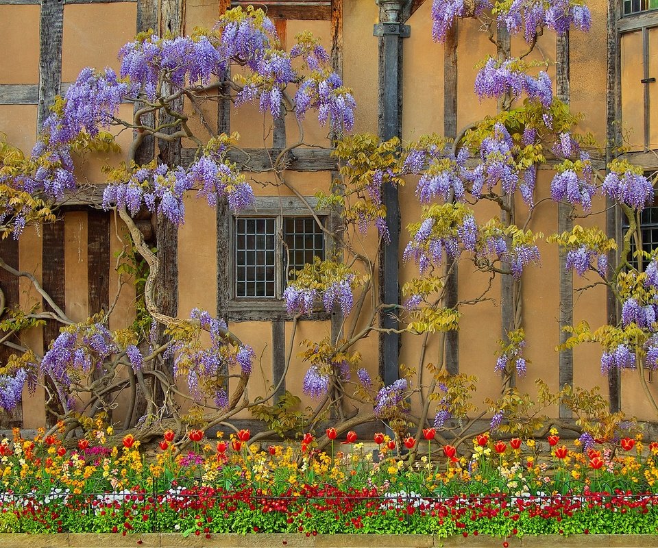 Обои цветы, стена, дом, англия, глициния, вистерия, flowers, wall, house, england, wisteria разрешение 2048x1359 Загрузить