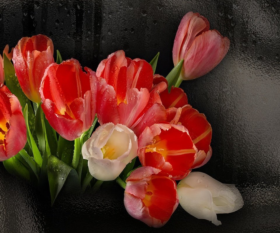 Обои цветы, черный фон, букет, тюльпаны, flowers, black background, bouquet, tulips разрешение 1920x1080 Загрузить