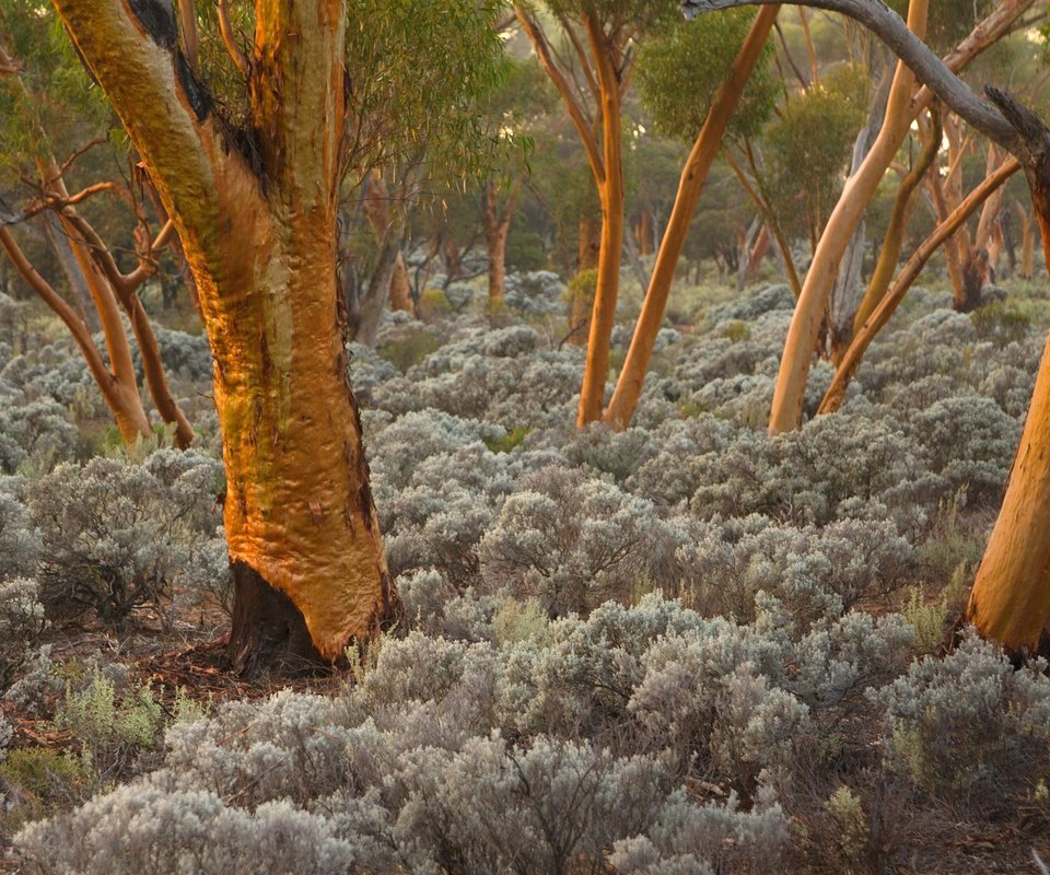 Обои деревья, стволы, австралия, эвкалипт, trees, trunks, australia, eucalyptus разрешение 1920x1200 Загрузить