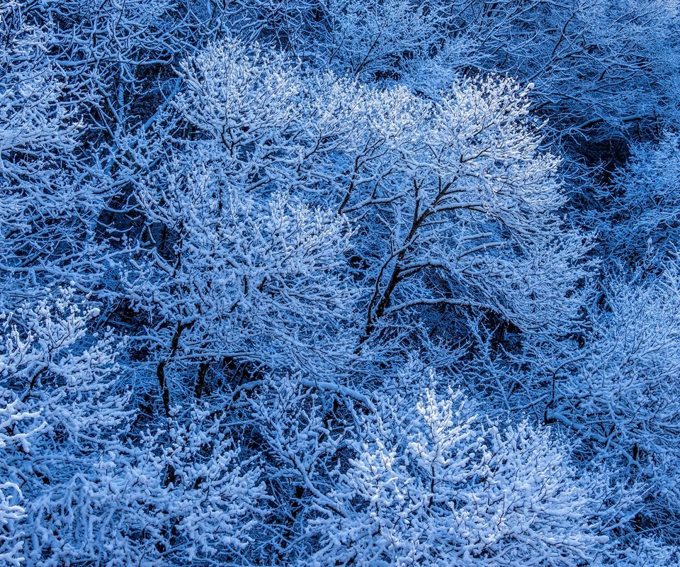 Обои деревья, снег, лес, зима, ветки, иней, trees, snow, forest, winter, branches, frost разрешение 2880x1964 Загрузить