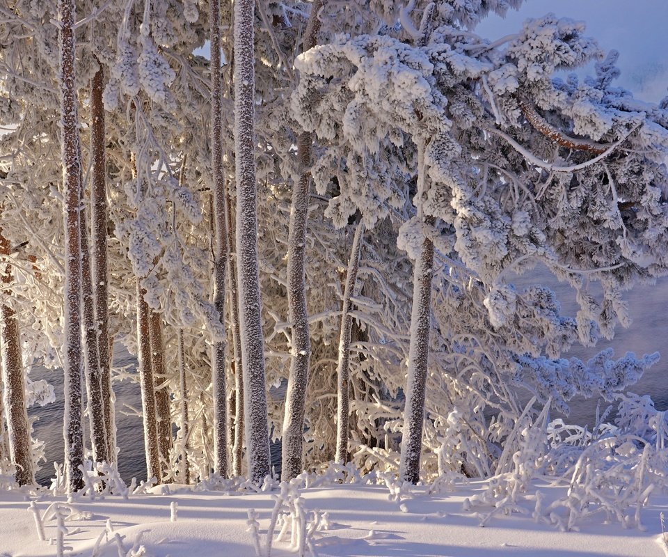 Обои деревья, снег, зима, иней, trees, snow, winter, frost разрешение 2400x1595 Загрузить