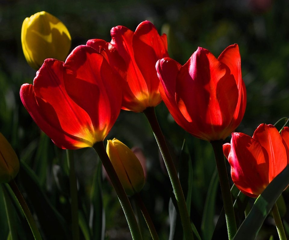 Обои цветы, красные, тюльпаны, желтые, солнечный свет, flowers, red, tulips, yellow, sunlight разрешение 2000x1260 Загрузить