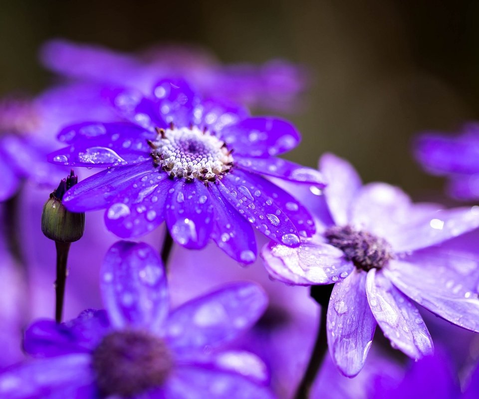 Обои цветы, макро, капли, лепестки, после дождя, цинерария, flowers, macro, drops, petals, after the rain, cineraria разрешение 2048x1365 Загрузить