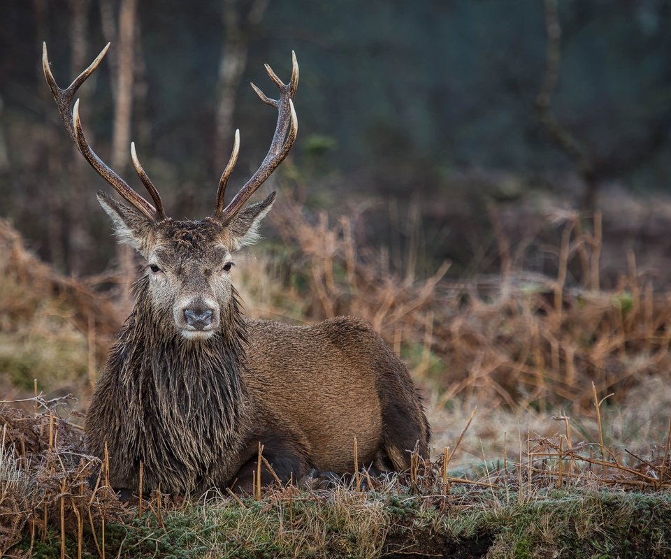 Обои природа, олень, фон, животное, рога, боке, благородный олень, nature, deer, background, animal, horns, bokeh, red deer разрешение 2048x1367 Загрузить