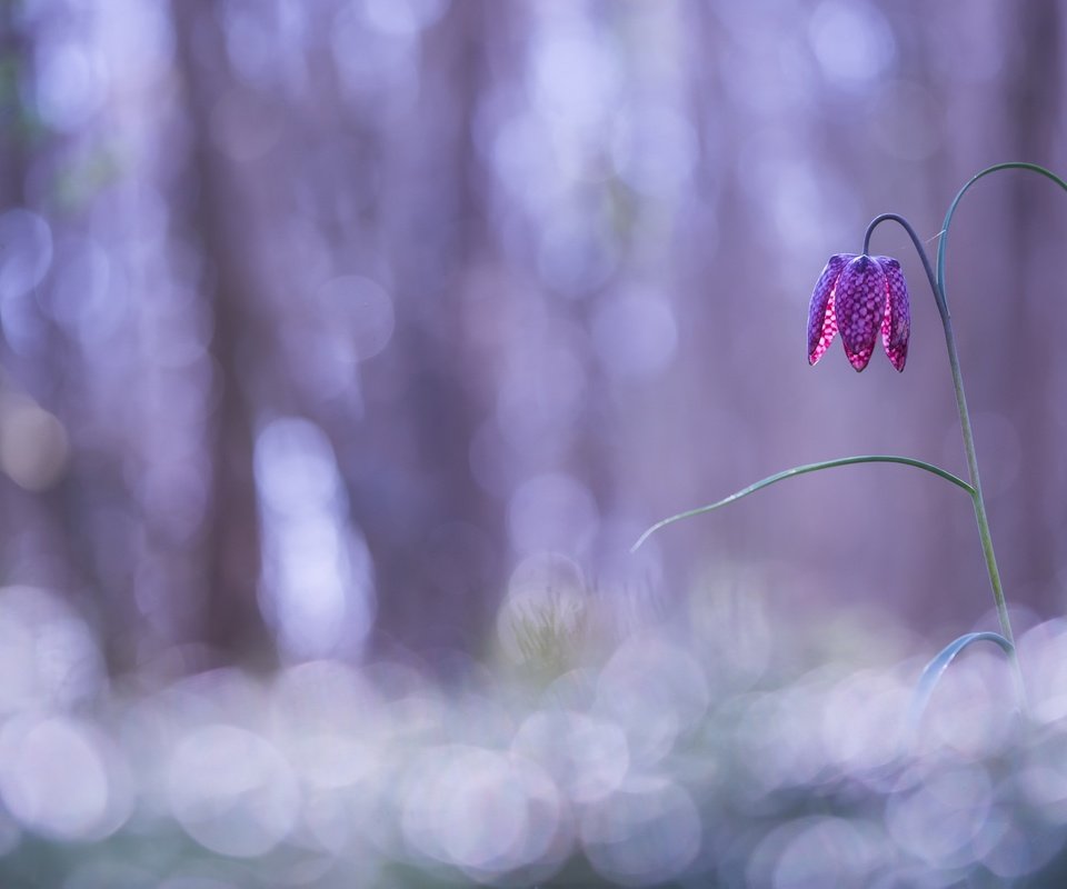 Обои природа, фон, цветок, рябчик шахматный, nature, background, flower, grouse chess разрешение 2560x1623 Загрузить