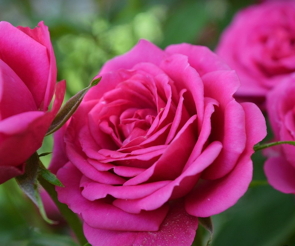 Обои цветы, розы, лепестки, розовая роза, flowers, roses, petals, pink rose разрешение 3000x1906 Загрузить