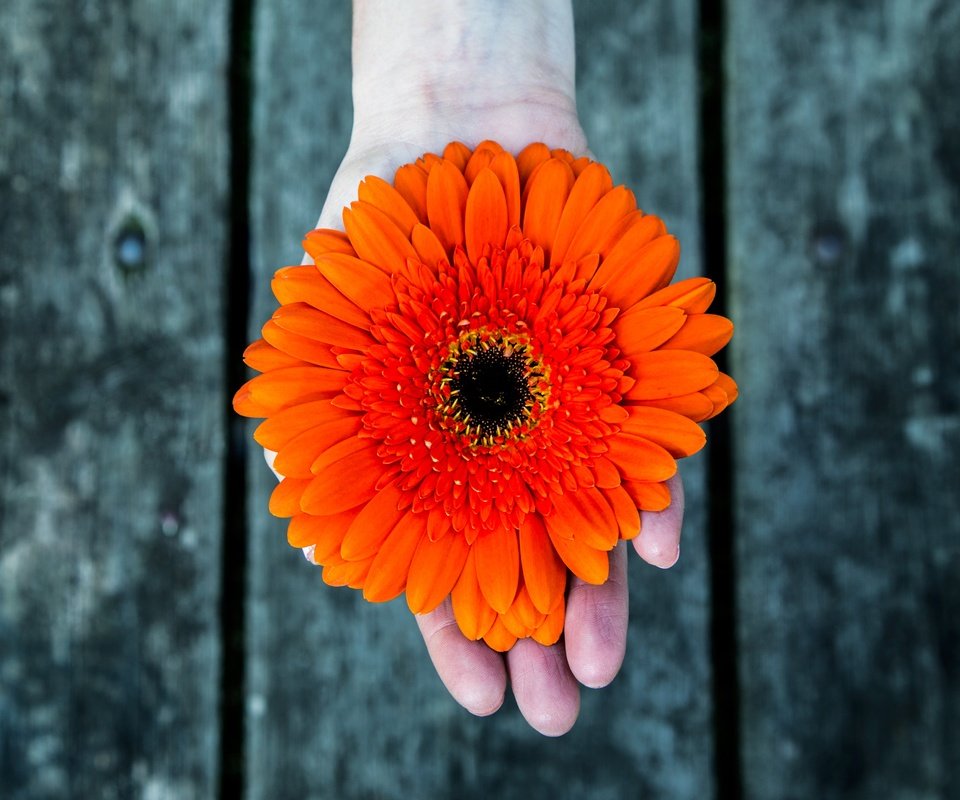 Обои рука, фон, цветок, лепестки, оранжевые, гербера, hand, background, flower, petals, orange, gerbera разрешение 5052x2922 Загрузить