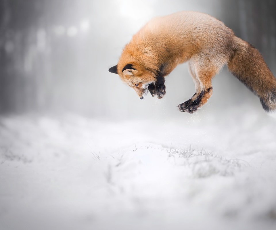 Обои снег, зима, лиса, лисица, животное, охота, snow, winter, fox, animal, hunting разрешение 2048x1365 Загрузить